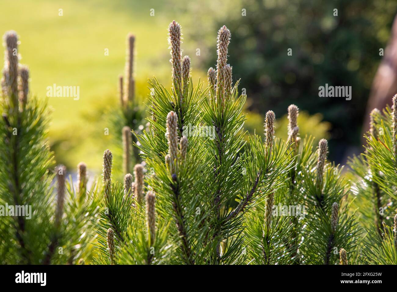 Junge Kiefernknospen im Frühling. Pinus sylvestris, pinus nigra, Bergkiefer. Pinus Baum an einem sonnigen Frühlingstag Stockfoto