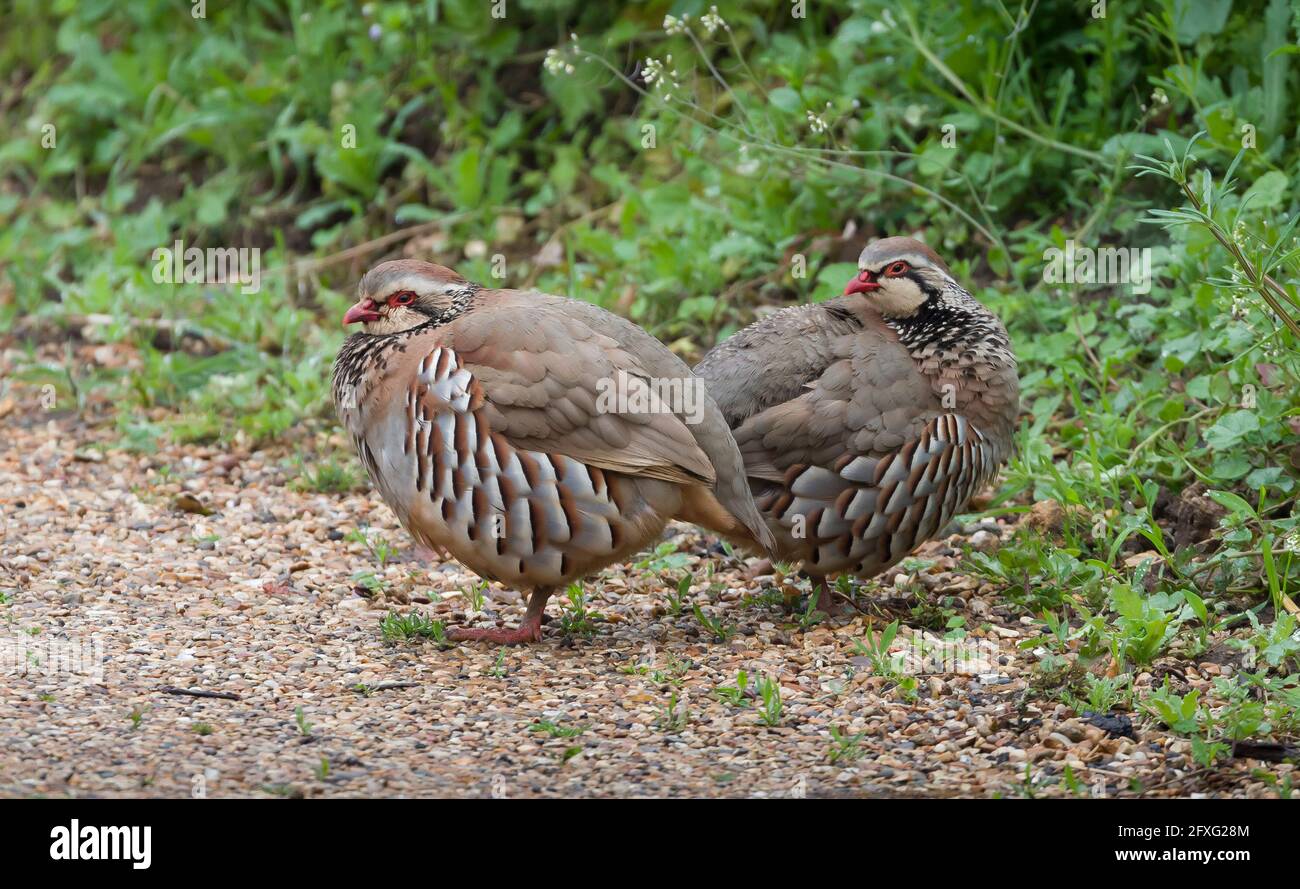 Rotbeinige Rebhühner (alectoris rufa), ein Paar wilde Rotbeinige Rebhühner oder französische Rebhühner, Großbritannien Stockfoto