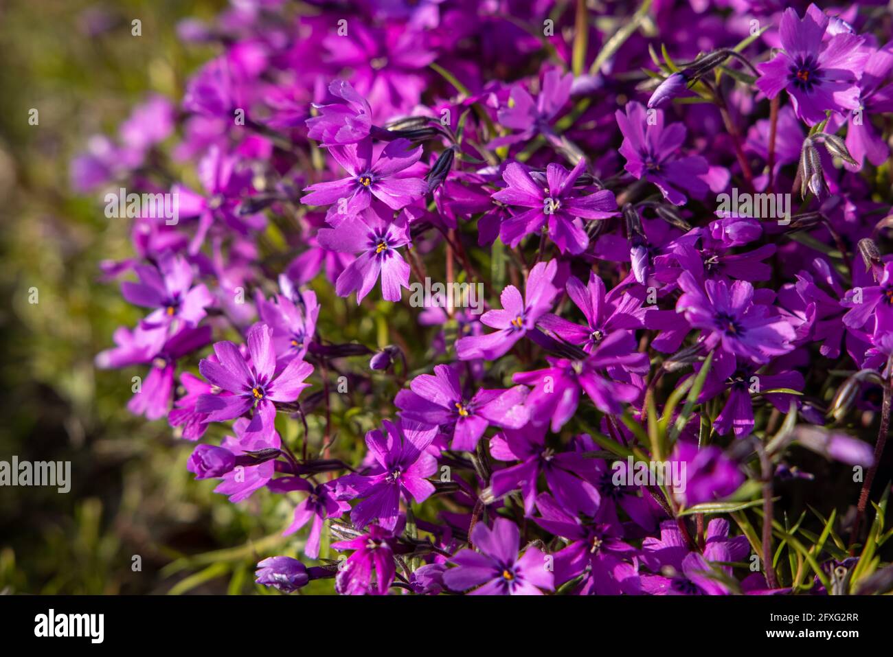 Blten von Phlox subulata 'Atropurpurea' (kriechender Phlox) im Garten  Anfang Juni. Leuchtend lila Teppich blht an einem sonnigen Tag  Stockfotografie - Alamy
