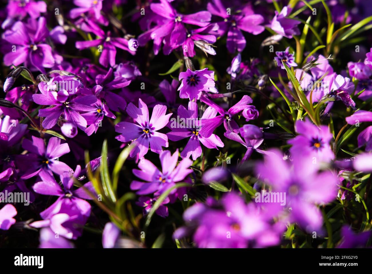 Blüten von Phlox subulata 'Atropurpurea' (kriechender Phlox) im Garten Anfang Juni. Leuchtend lila Teppich blüht an einem sonnigen Tag. Stockfoto