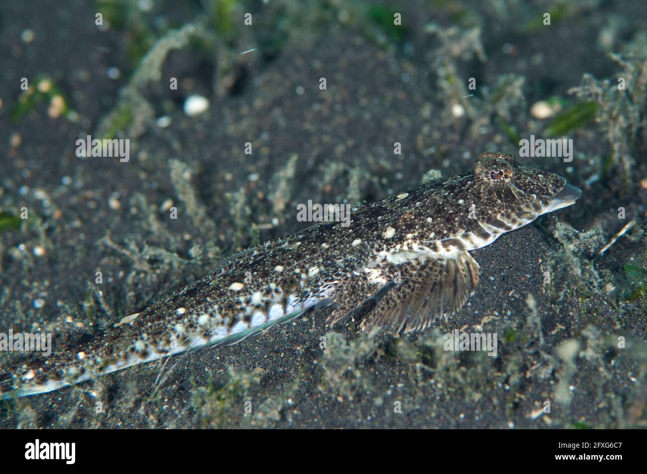 Fringelip Flathead, Sunagocia otaitensis, TK3 Tauchplatz, Lembeh Straits, Sulawesi, Indonesien Stockfoto