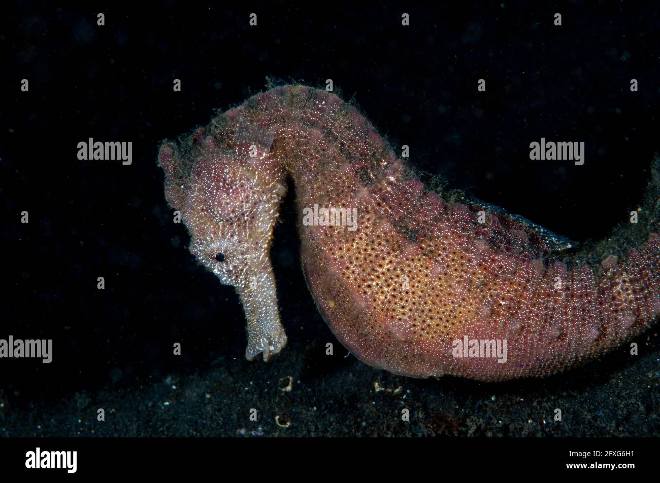 Seepferd, Hippocampus Taeniopterus, Nachttauchgang, TK1 Tauchplatz, Lembeh Straits, Sulawesi, Indonesien Stockfoto