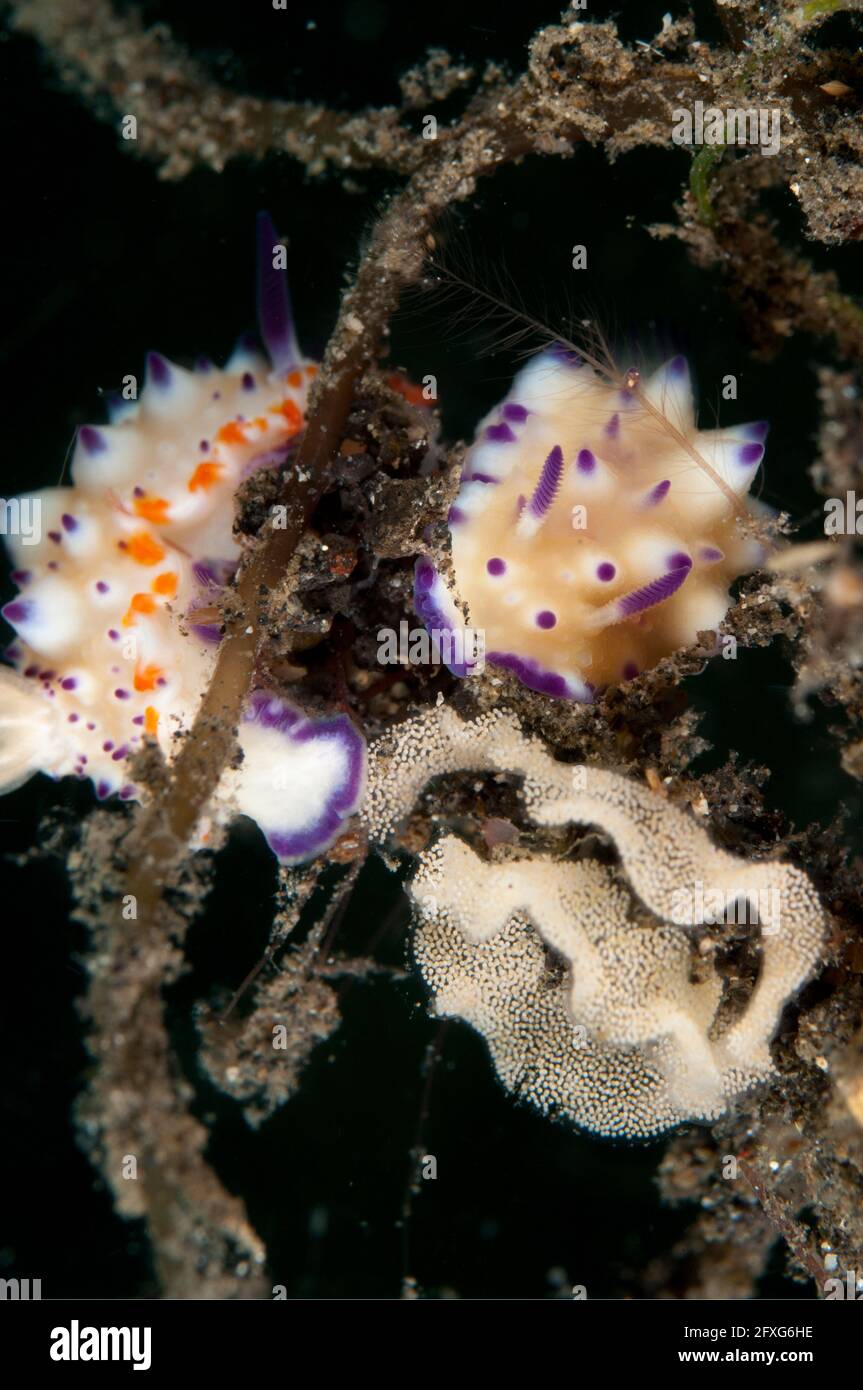 Paarungspaar holprige Mexichromis nudibranches, Mexichromis multituberculata, mit Eiern, Jadi-Jadi Tauchplatz, Lembeh Straits, Sulawesi, Indonesien Stockfoto