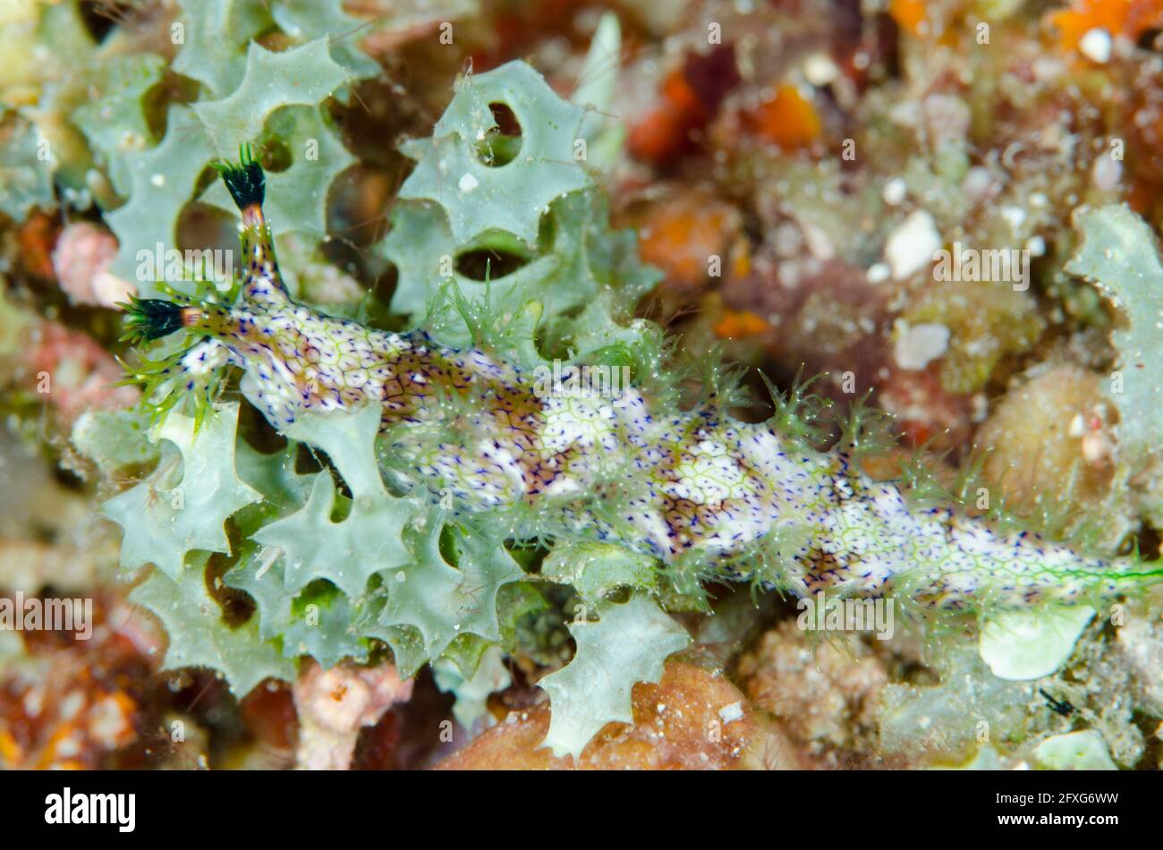 Marionia Nudibranch, Marionia sp, Babylon Tauchplatz, Reta Insel, in der Nähe von Alor, Indonesien Stockfoto