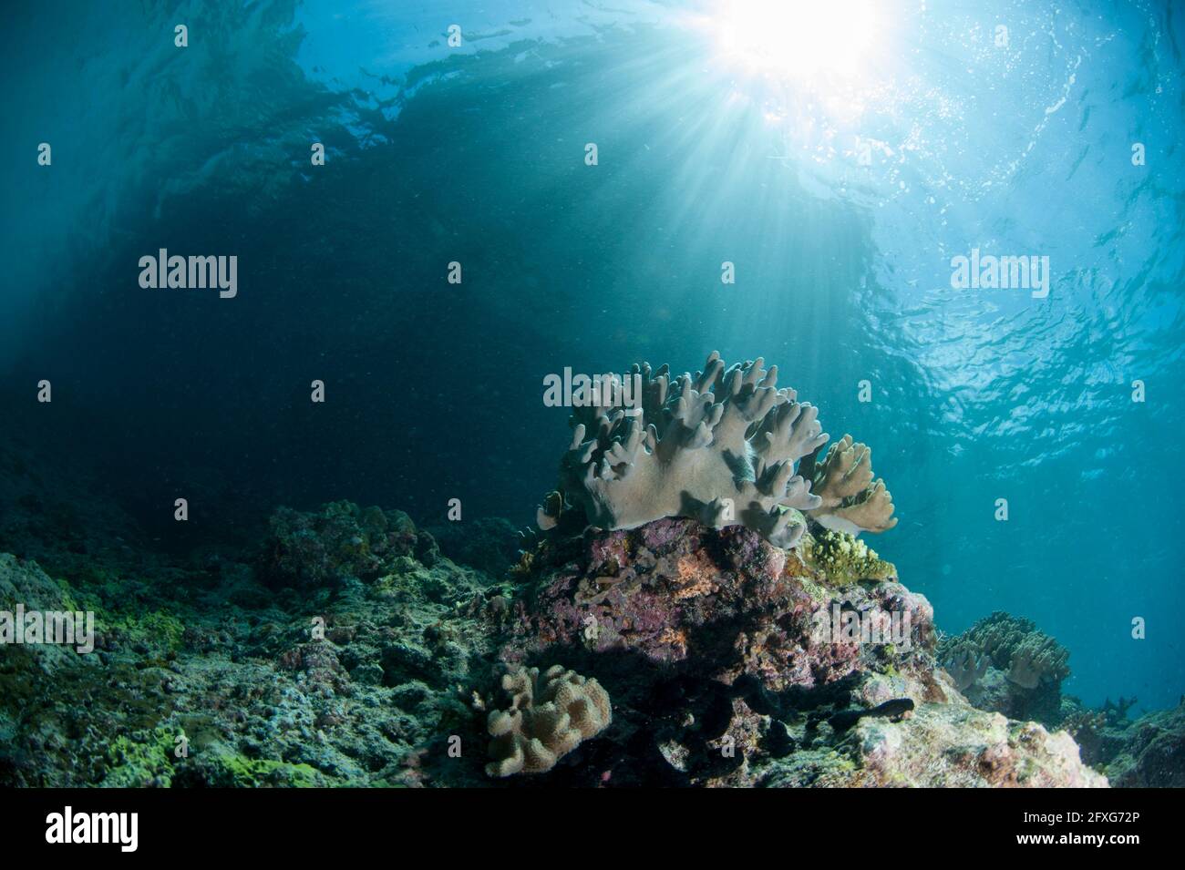 Lederkoralle, Lobophytum compactum, mit Sonne im Hintergrund, Tauchplatz Southwest Reong, Wetar Island, in der Nähe von Alor, Indonesien Stockfoto