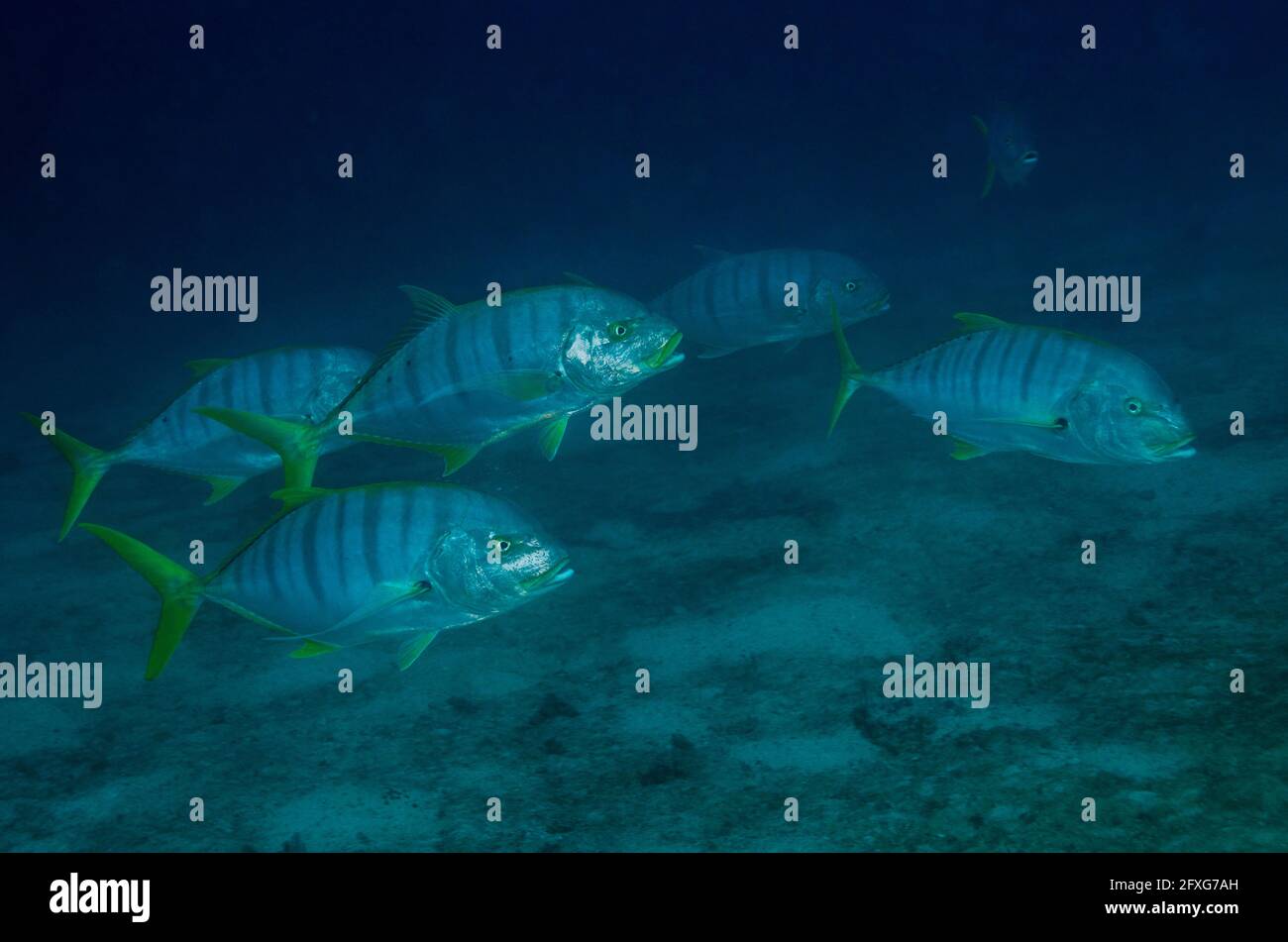 Schule von Blue Trevally, Carangoides ferdau, Mobula Point Tauchplatz, Padar Island, Komodo Nationalpark, Indonesien Stockfoto