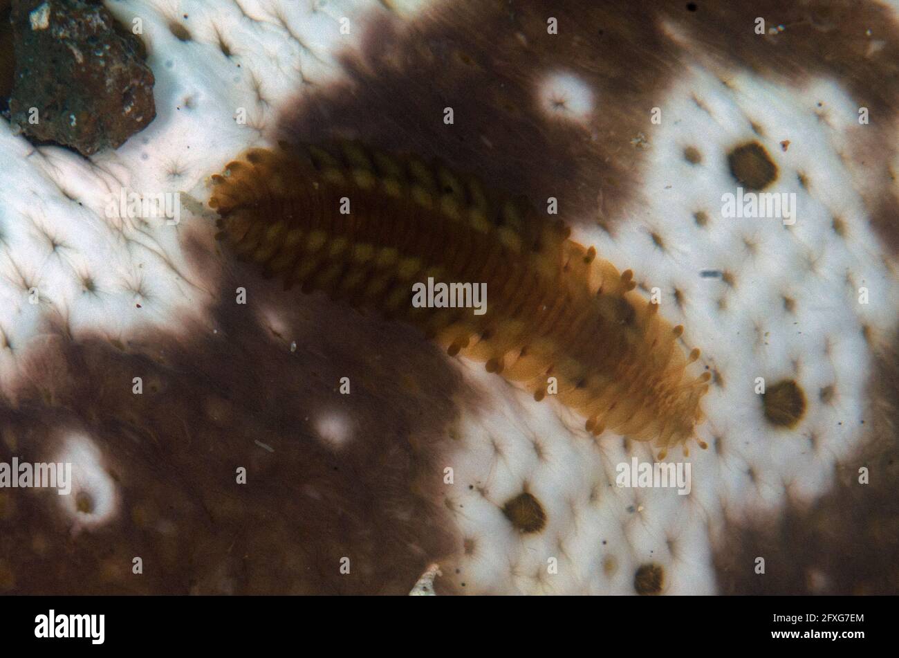 Sea Cucumber Scale Worm, Gastrolepidia clavigera, auf der Unterseite von Sea Cucumber, Bohadschia sp, Batu Merah Tauchplatz, Lembeh Straits, Sulawesi, Indones Stockfoto