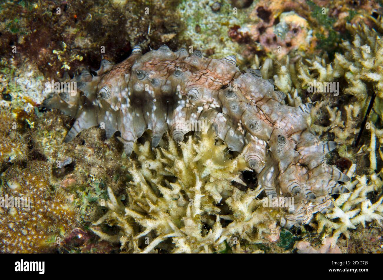 Der Seegang des Korallen, Stichopus horrens, mit ausgedehnten Papillen auf Korallen, Pantai Parigi Tauchplatz, Lembeh Straits, Sulawesi, Indonesien Stockfoto