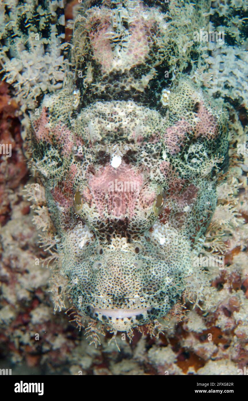 Mit Tasseled Scorpionfish. Scorpaenopsis oxycephala, Cendana Jetty Tauchplatz, Waigeo Island, Aljui Bay, Raja Ampat, West Papua, Indonesien Stockfoto