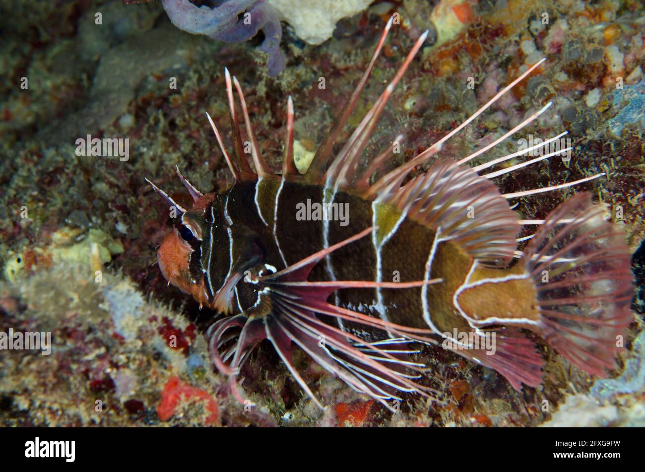 Clearfin Lionfish, Pterois radiata, Tiga Batu Tauchplatz, Bangka Island, Nord-Sulawesi, Indonesien, Pazifischer Ozean Stockfoto