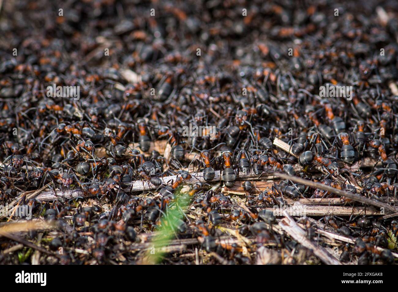 Großer Ameisenhaufen und Nest aus Formica rufa, auch bekannt als rote Waldamse, südliche Waldamse oder Pferdeamse, aus der Nähe Stockfoto