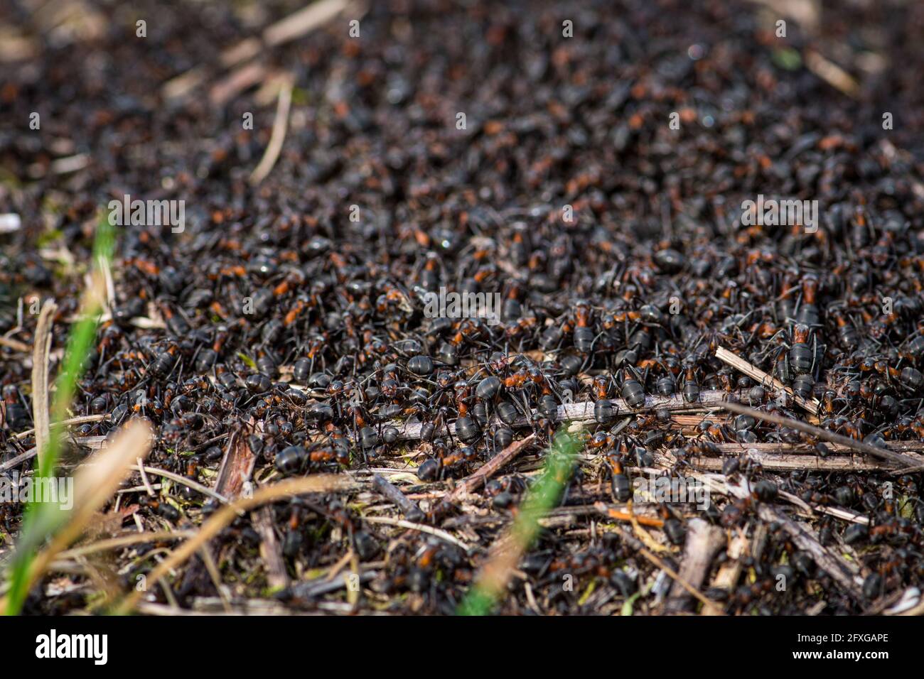 Großer Ameisenhaufen und Nest aus Formica rufa, auch bekannt als rote Waldamse, südliche Waldamse oder Pferdeamse, aus der Nähe Stockfoto