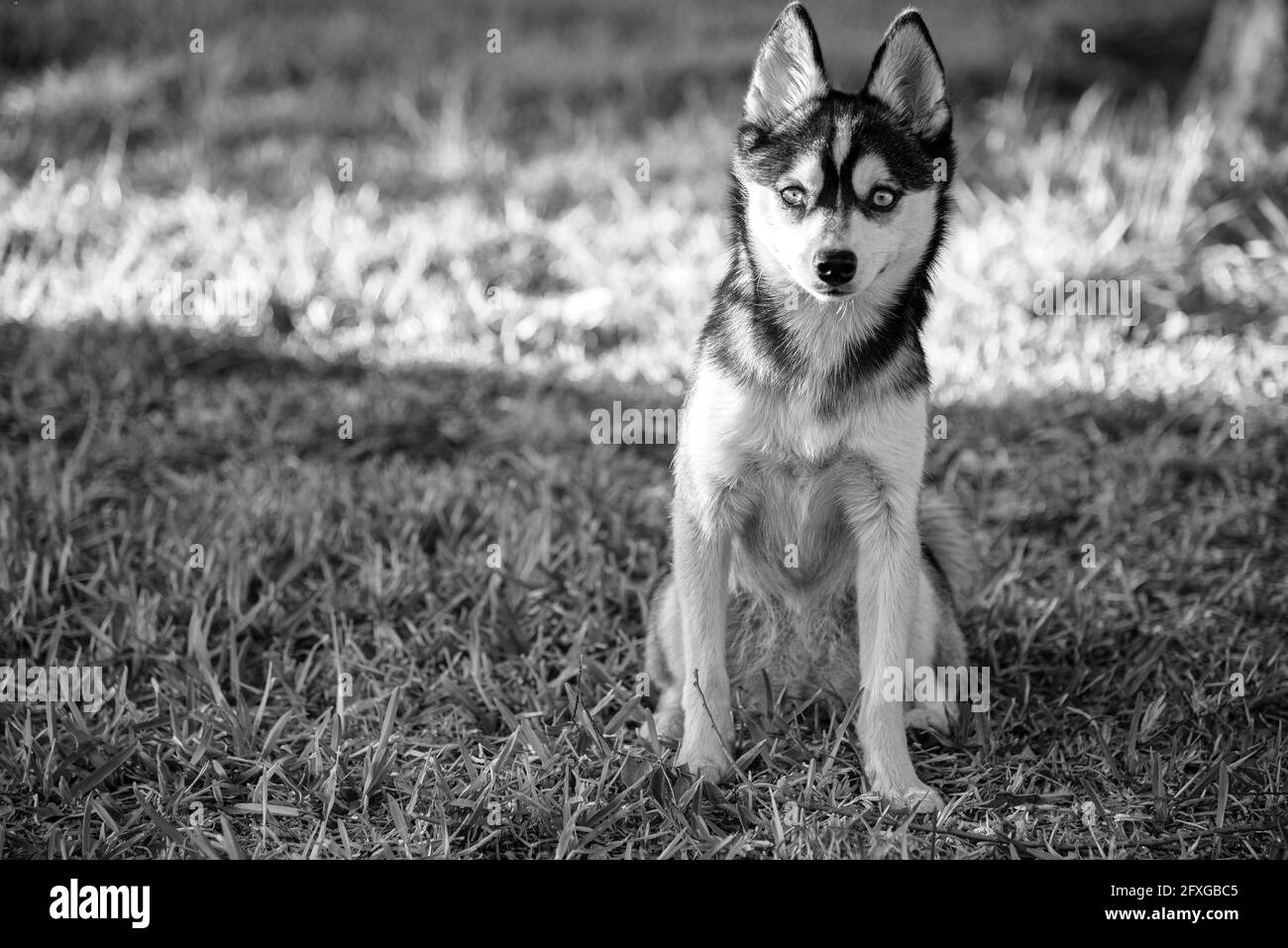 Ein Foto eines Klee Kai, auch als Miniatur-Huskey bekannt. Stockfoto