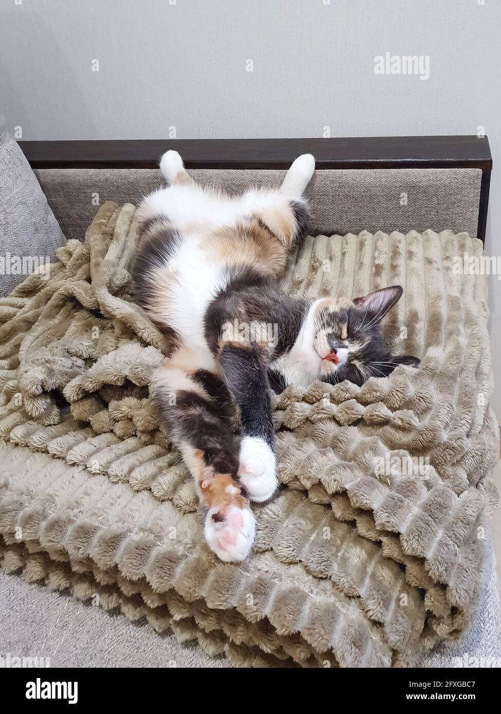 Tricolor Katze schläft auf dem Rücken auf der Couch, ein süßes flauschiges Haustier schläft mit seinen weißen Pfoten ausgestreckt. Lustige Kätzchen liegt mit geschlossenen Augen ich Stockfoto