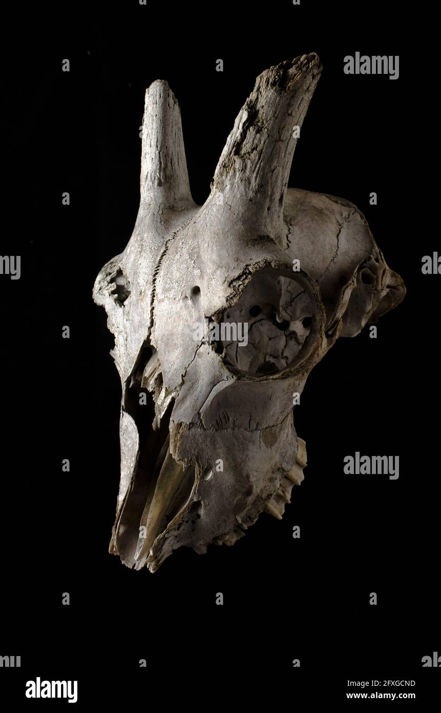 Ziegenschädel auf schwarzem Hintergrund Stockfoto