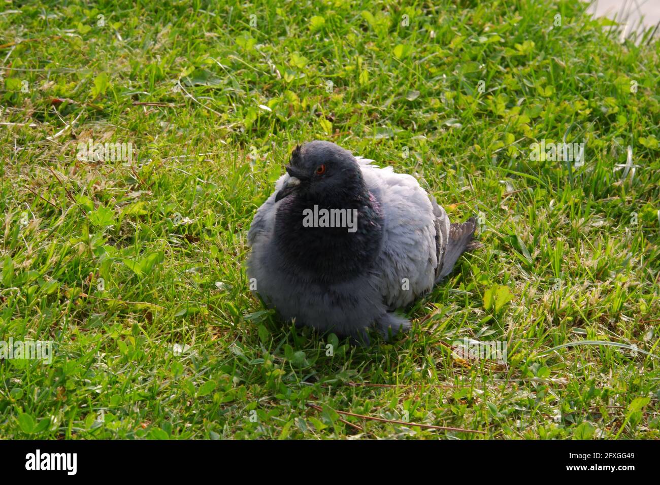 Graue Taube, die an einem sonnigen Tag auf Gras sitzt Stockfoto