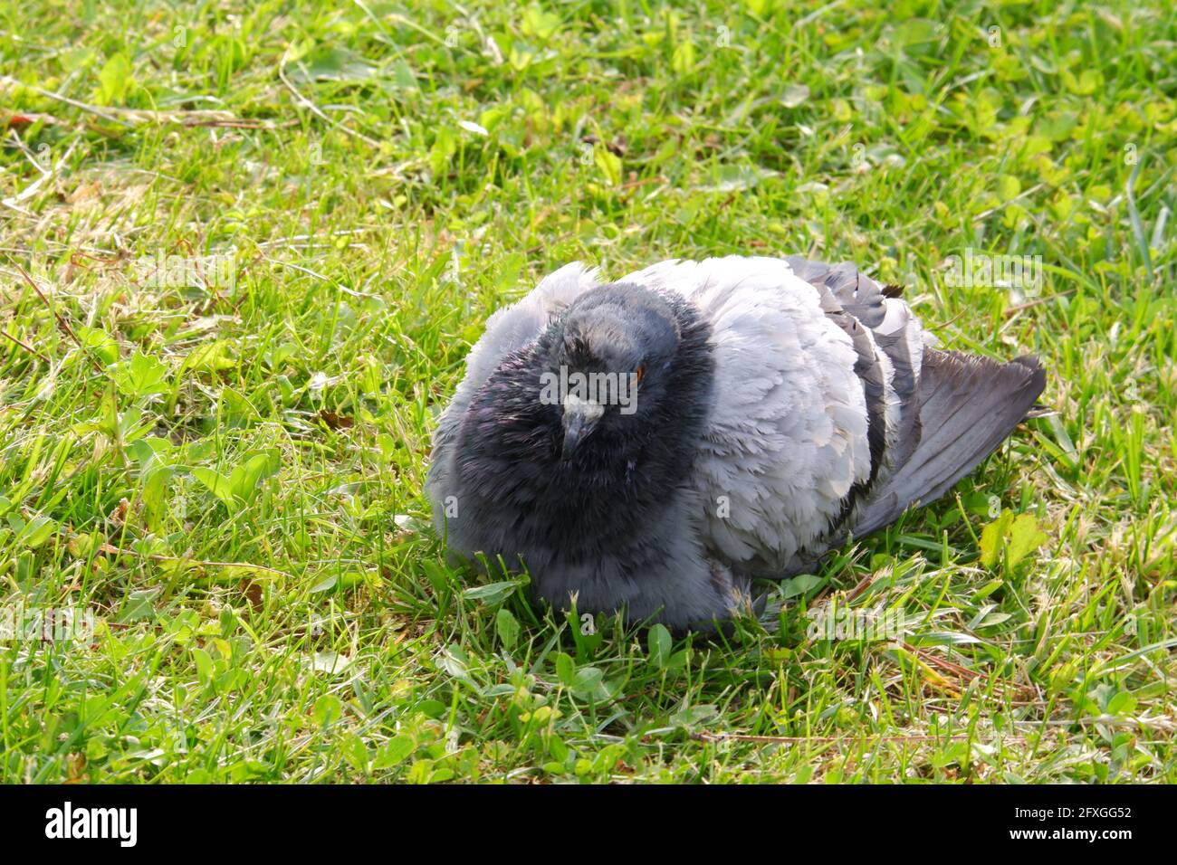 Graue Taube, die an einem sonnigen Tag auf Gras sitzt Stockfoto