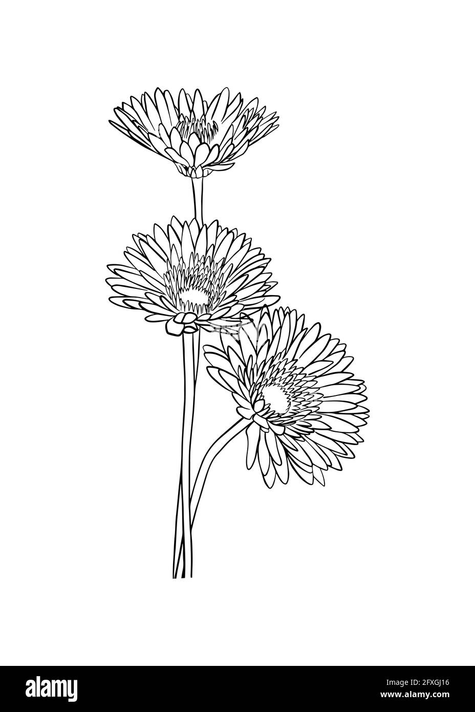 Ein Strauß aus drei Gerbera-Blüten. Doodle-Stil. Vektorgrafik Stock Vektor