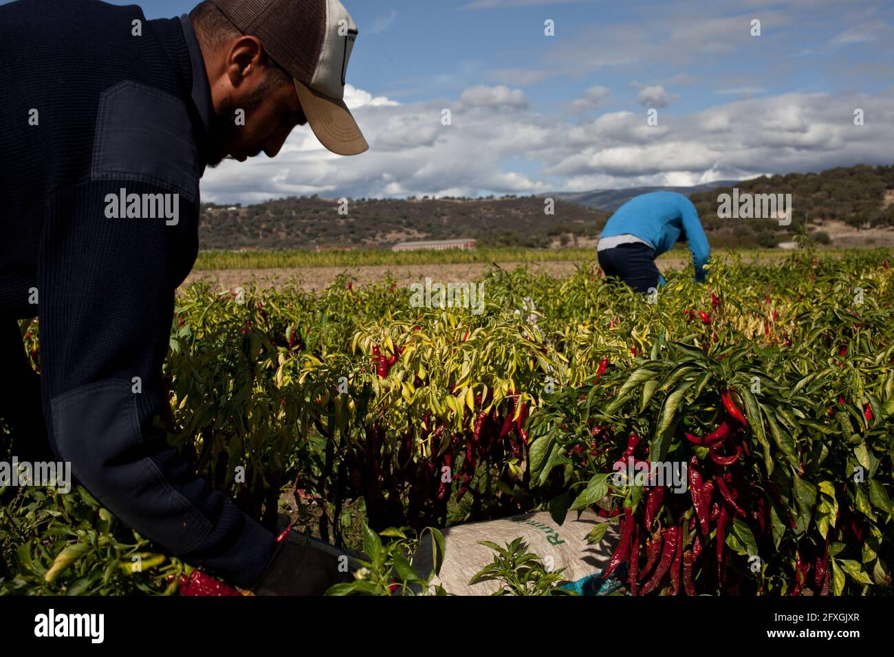 Landwirtschaftliche Arbeiter ernten die roten Paprika, die nach dem Trocknen in Pimentón de la Vera verwandelt werden, das weltberühmte, in Spanien hergestellte Paprika. Stockfoto