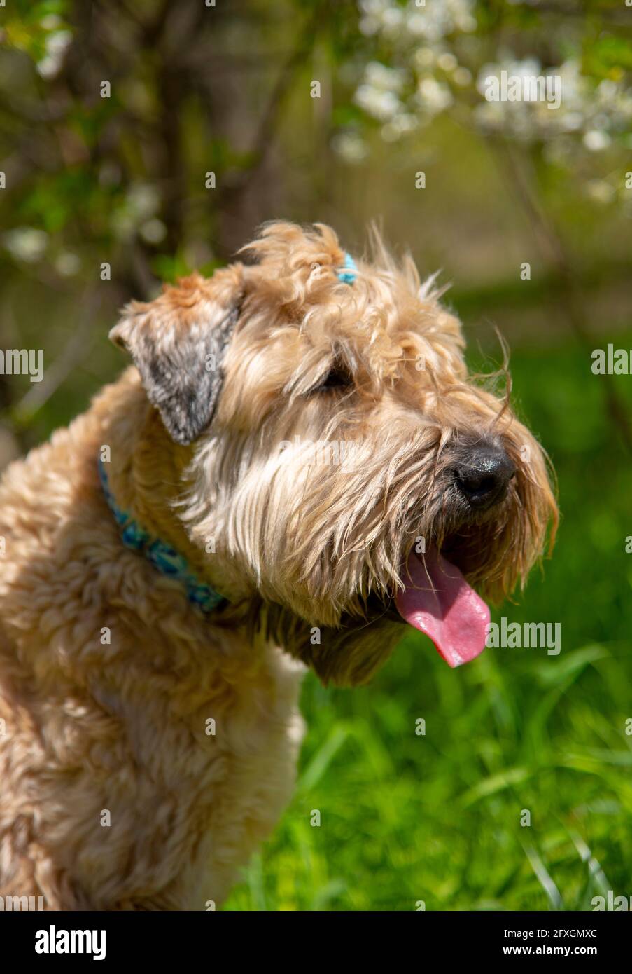 Porträt eines flauschigen Hundes auf einem Hintergrund von Kirschblüten. Stockfoto