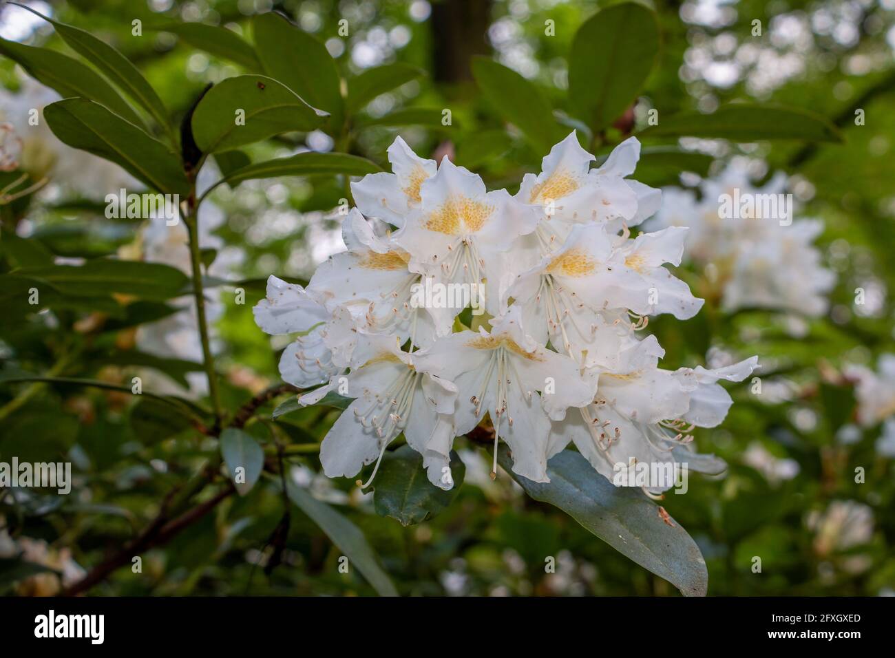 Schöne weiße Rhododendron-Blüten im Wald in der Nähe der Natur Reservat namens Sprengenberg und Teil des Naturschutzgebietes genannt „der Sallandse Stockfoto