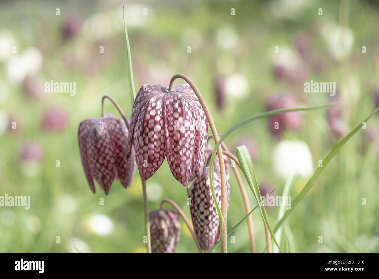 Snake’s Head Fritillary Fritillaria meleagris wächst in einem Garten. Stockfoto