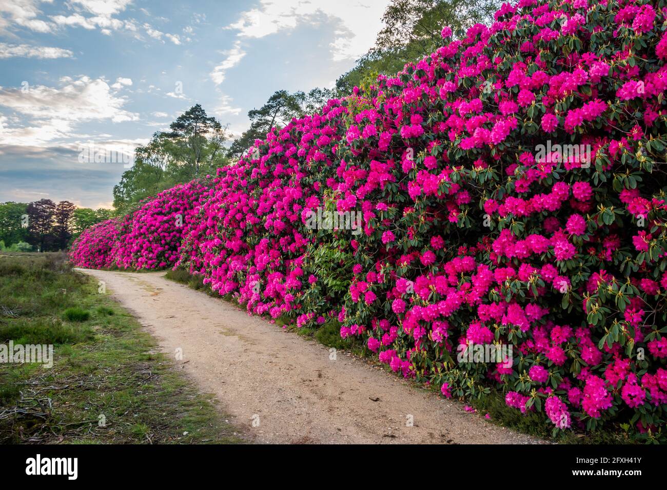 Schöne rosa und lila Rhododendron Blumen im Wald in der Nähe Das Naturschutzgebiet namens Sprengenberg und ein Teil der Natur Reserve namens „the Stockfoto