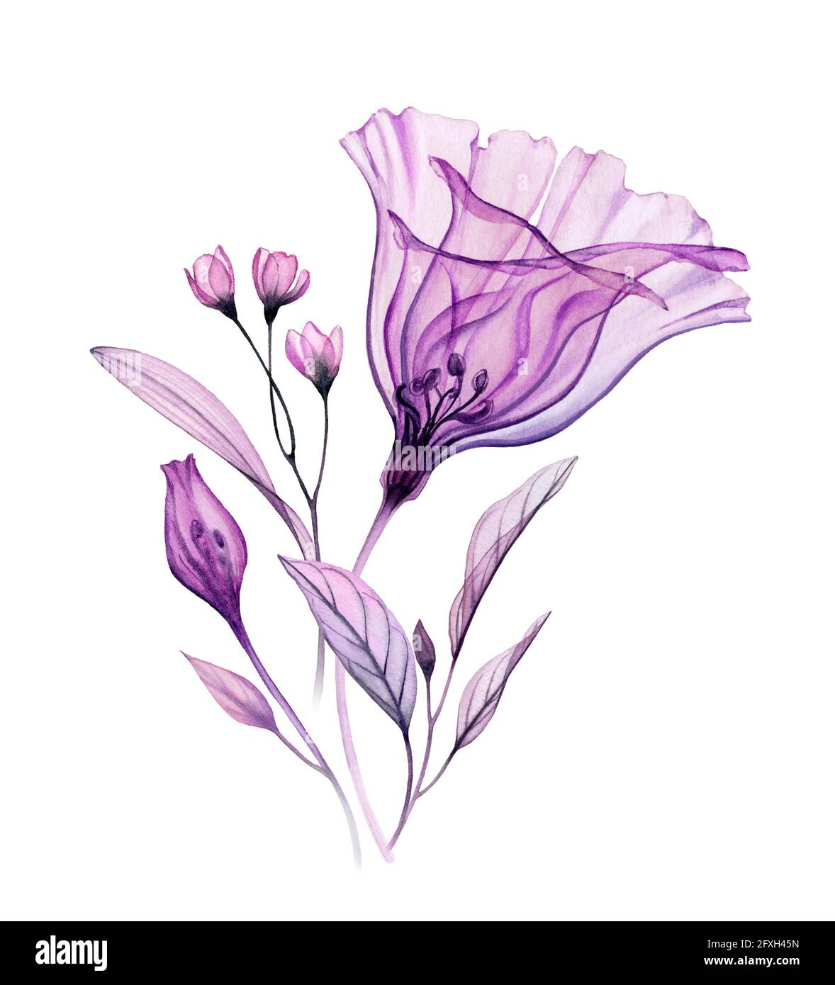 Aquarell-Blumenarrangement. Handbemaltes Kunstwerk mit durchsichtiger violetter Blume und violetten Blättern, isoliert auf Weiß. Botanische Abbildung für Stockfoto