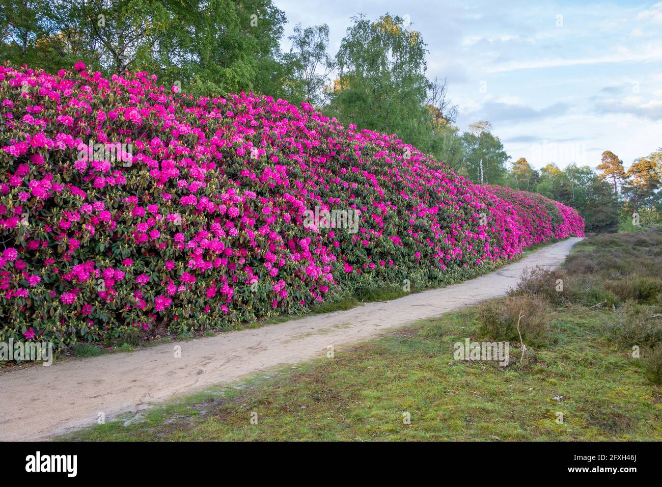 Schöne rosa und lila Rhododendron Blumen im Wald in der Nähe Das Naturschutzgebiet namens Sprengenberg und ein Teil der Natur Reserve namens „the Stockfoto