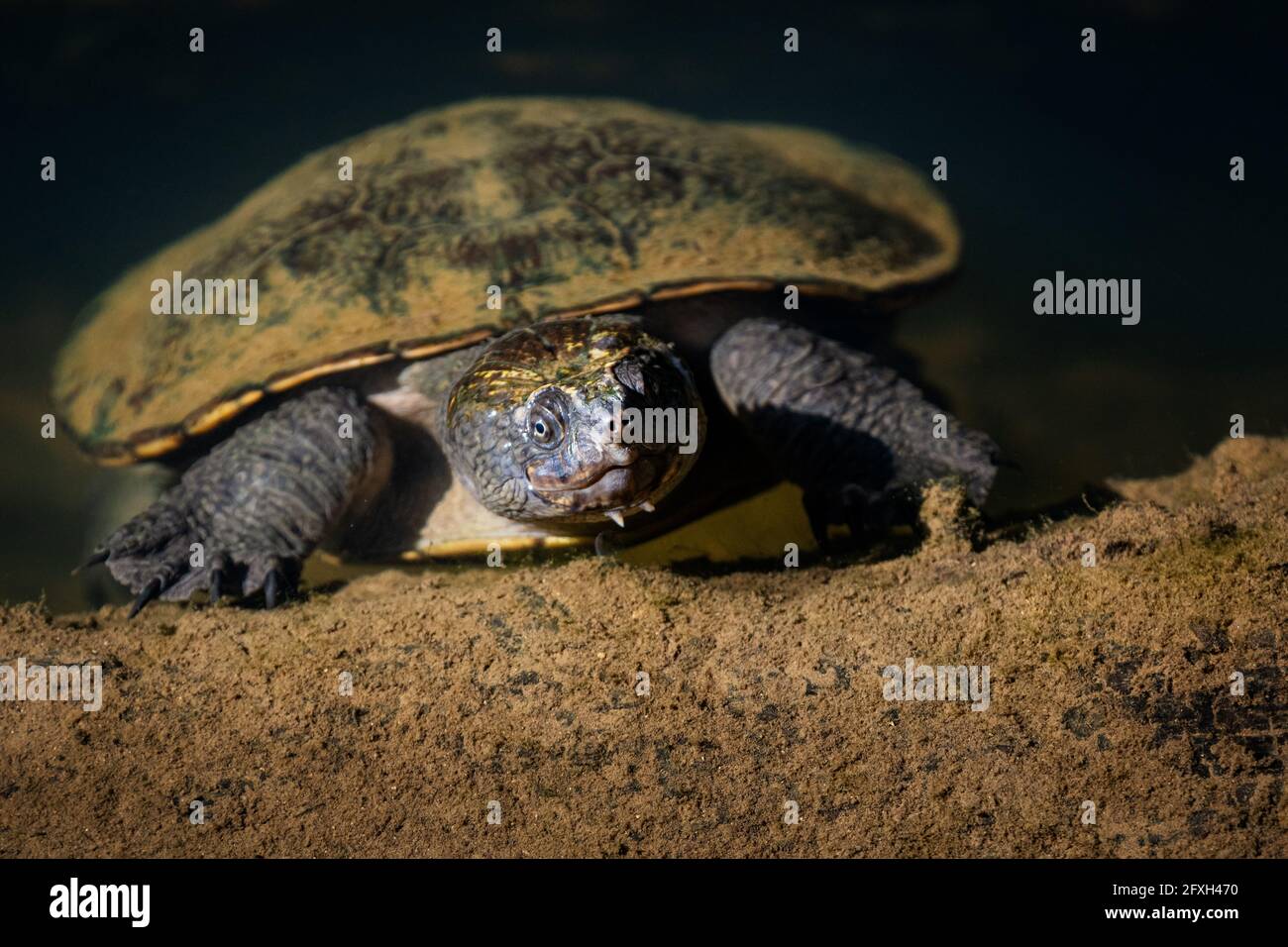 Sägeschälte Schildkröte, die sich an einem Flussufer sonnt. Stockfoto