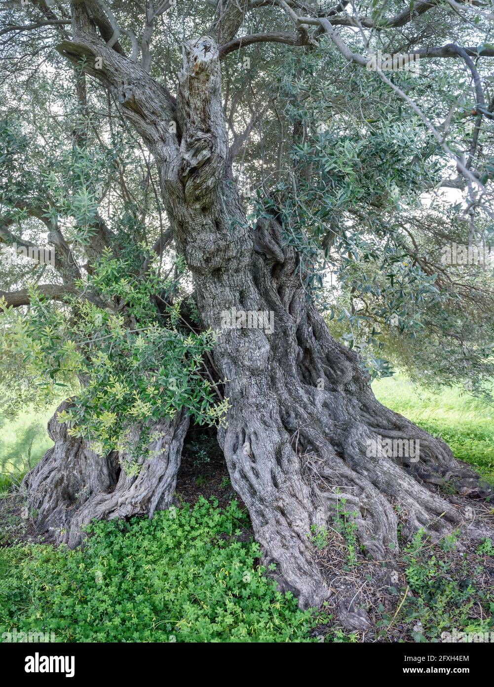 Alter Olivenbaum mit hohlem Stamm und verformter Rinde Stockfoto