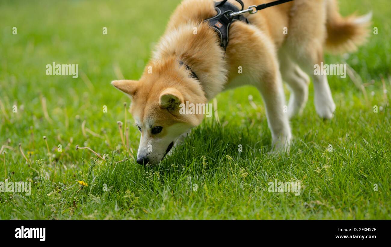 Porträt des Hundes grüne Oberfläche Deutschland, Outdoor, Hund, Tag, Braun Stockfoto