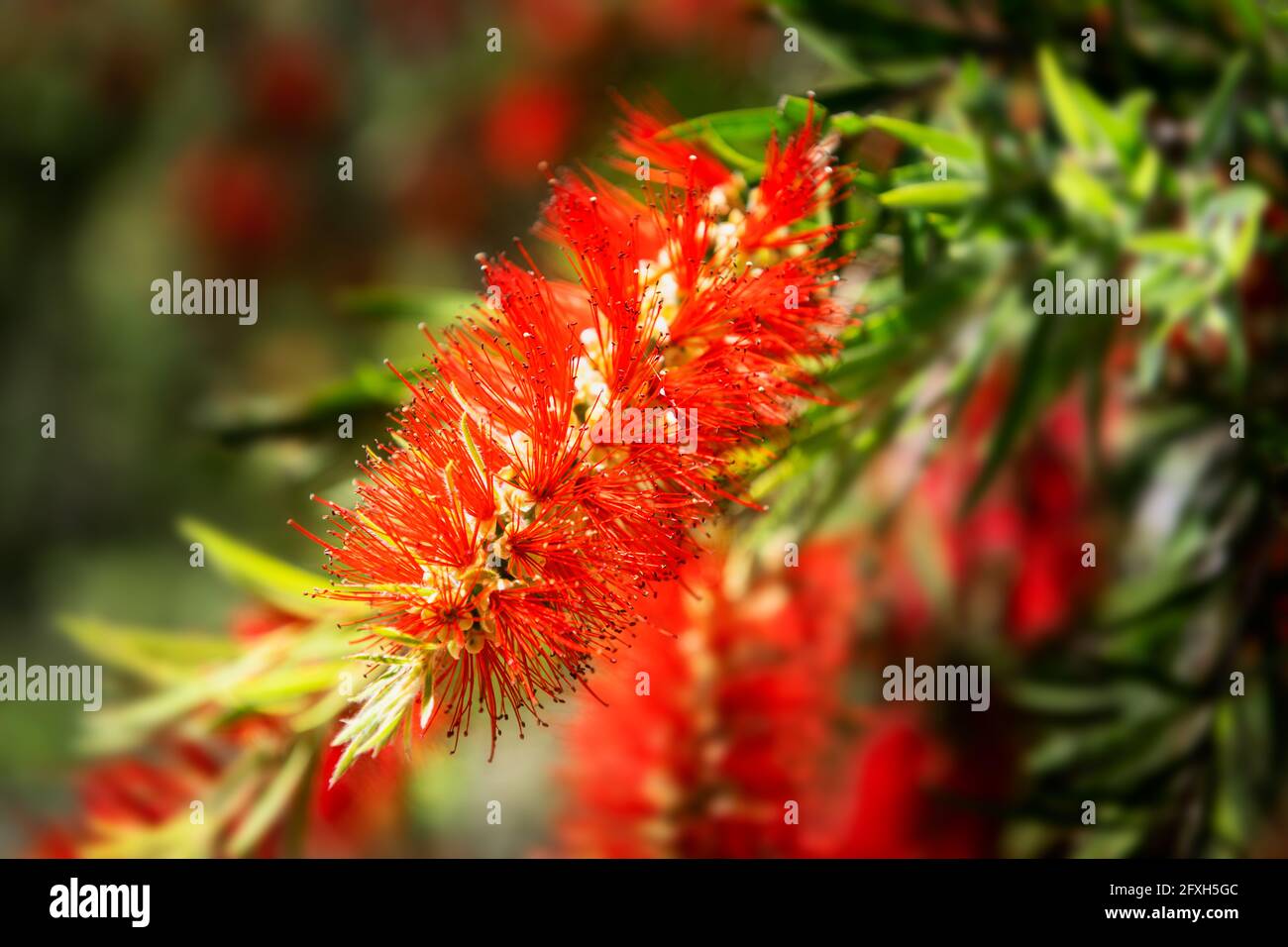 Schöne rote Blüte einer australischen Flaschenbürste. Stockfoto