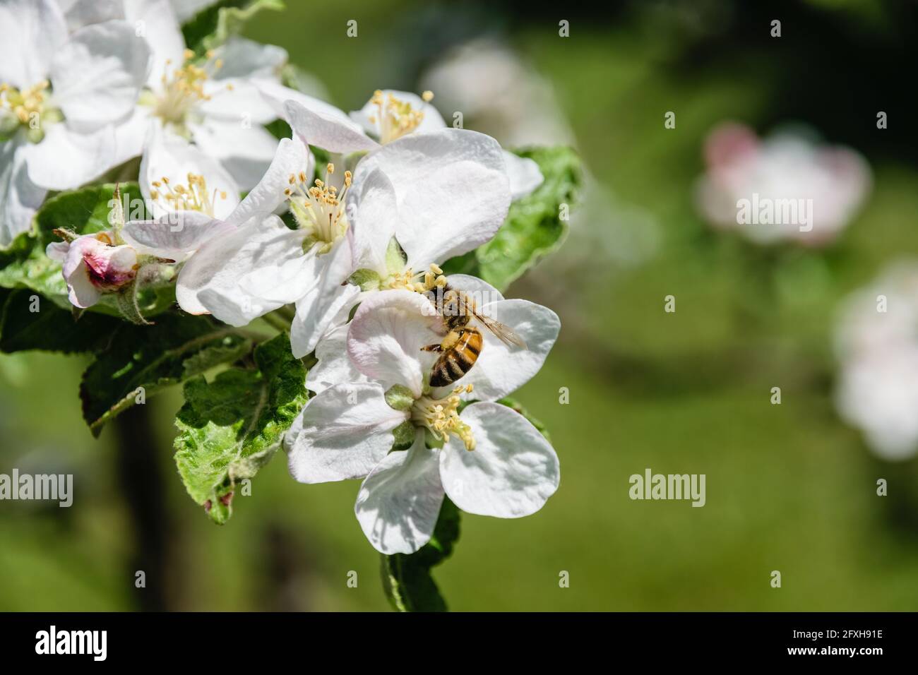 Biene sitzt auf blühenden Apfelblüten. Stockfoto