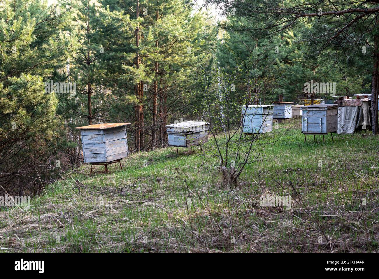 Bienenhaus mit hölzernen Bienenstöcken auf einem grünen Hügel im Kiefernwald Stockfoto