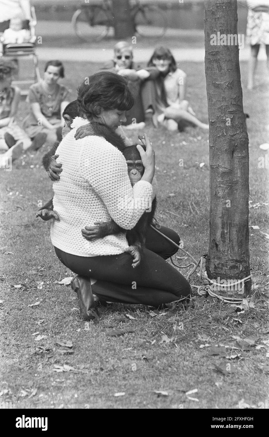 Frau mit zwei Affen im Vondelpark, 18. Juli 1967, APEN, Frauen, Niederlande, Presseagentur des 20. Jahrhunderts, Foto, Nachrichten zum erinnern, Dokumentarfilm, historische Fotografie 1945-1990, visuelle Geschichten, Menschliche Geschichte des zwanzigsten Jahrhunderts, Momente in der Zeit festzuhalten Stockfoto