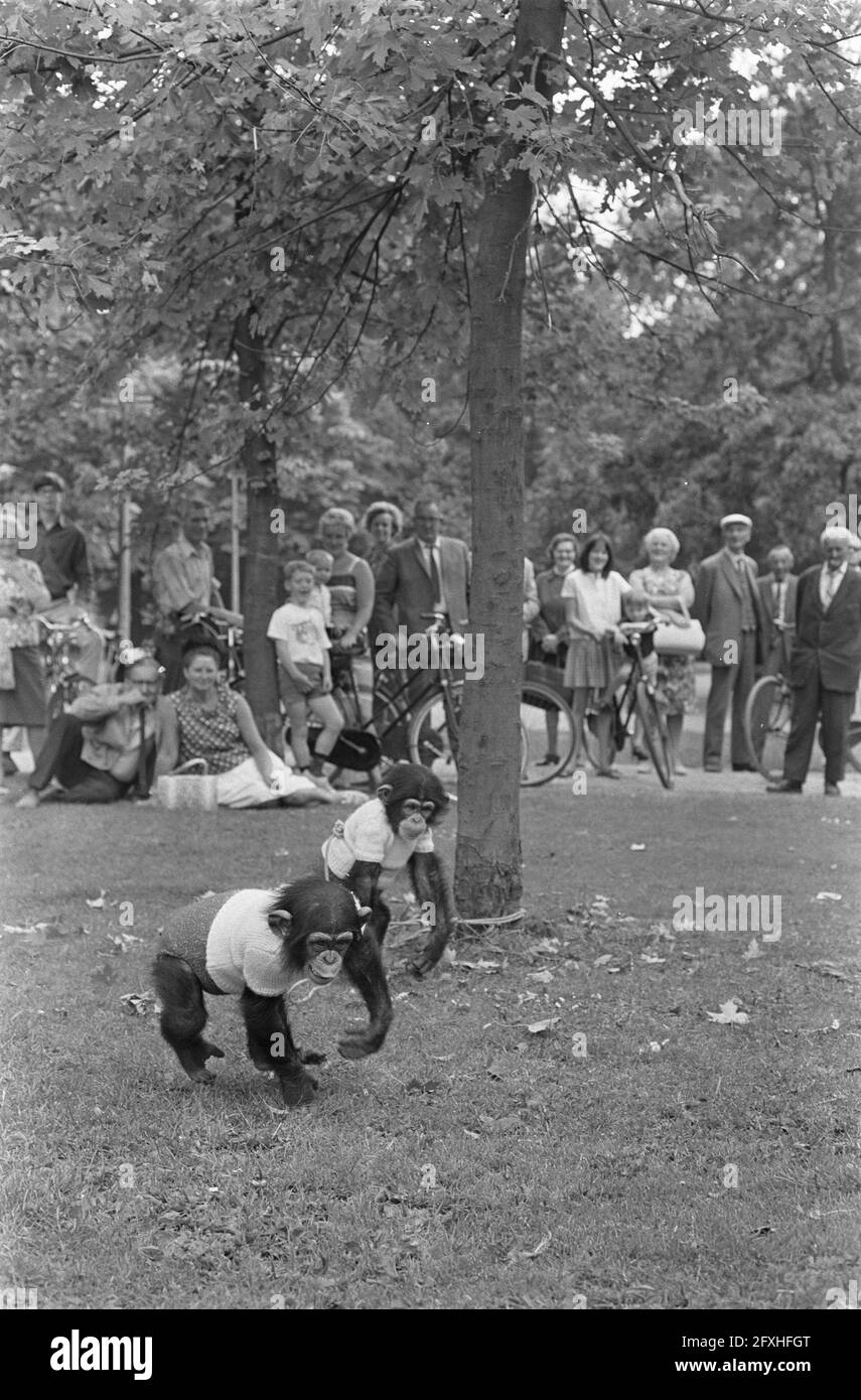 Frau mit zwei Affen im Vondelpark. Affe hängt am Ast, 18. Juli 1967, APEN, Frauen, Niederlande, Presseagentur des 20. Jahrhunderts, Foto, Nachrichten zum erinnern, Dokumentarfilm, historische Fotografie 1945-1990, visuelle Geschichten, Menschliche Geschichte des zwanzigsten Jahrhunderts, Momente in der Zeit festzuhalten Stockfoto