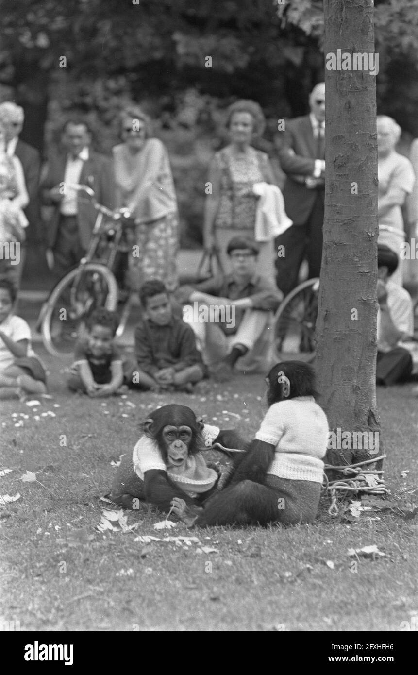 Frau mit zwei Affen im Vondelpark. Affe hängt am Ast, 18. Juli 1967, APEN, Frauen, Niederlande, Presseagentur des 20. Jahrhunderts, Foto, Nachrichten zum erinnern, Dokumentarfilm, historische Fotografie 1945-1990, visuelle Geschichten, Menschliche Geschichte des zwanzigsten Jahrhunderts, Momente in der Zeit festzuhalten Stockfoto