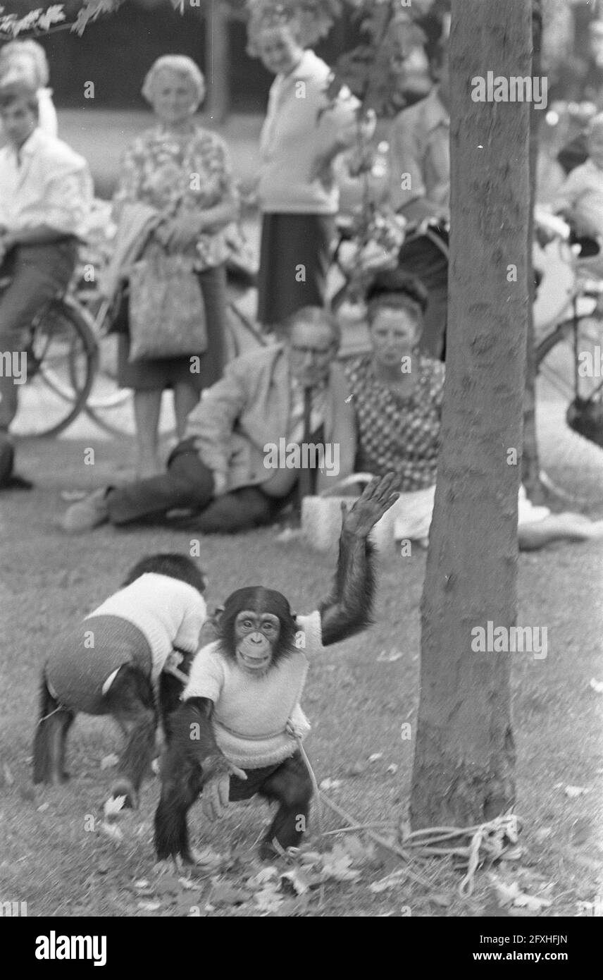 Frau mit zwei Affen im Vondelpark. Die Affen im Baum, 18. Juli 1967, APEN, Bäume, Frauen, Niederlande, Foto der Presseagentur des 20. Jahrhunderts, Nachrichten zur Erinnerung, Dokumentarfilm, historische Fotografie 1945-1990, visuelle Geschichten, Menschliche Geschichte des zwanzigsten Jahrhunderts, Momente in der Zeit festzuhalten Stockfoto