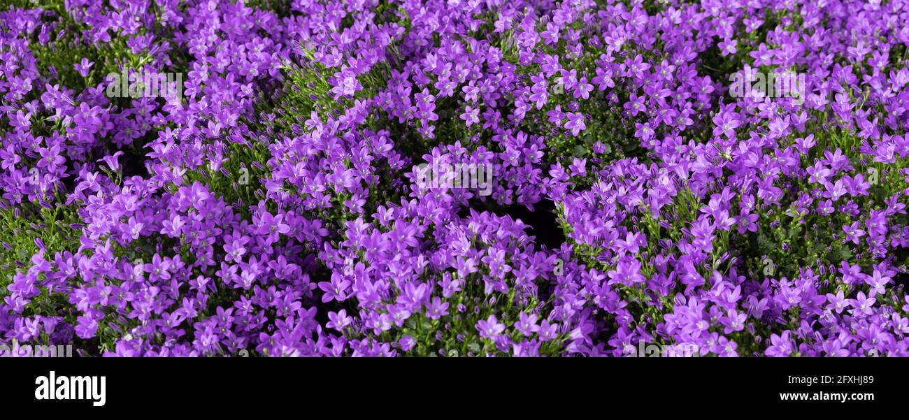 campanula Blume Hintergrund. Banner Stockfoto