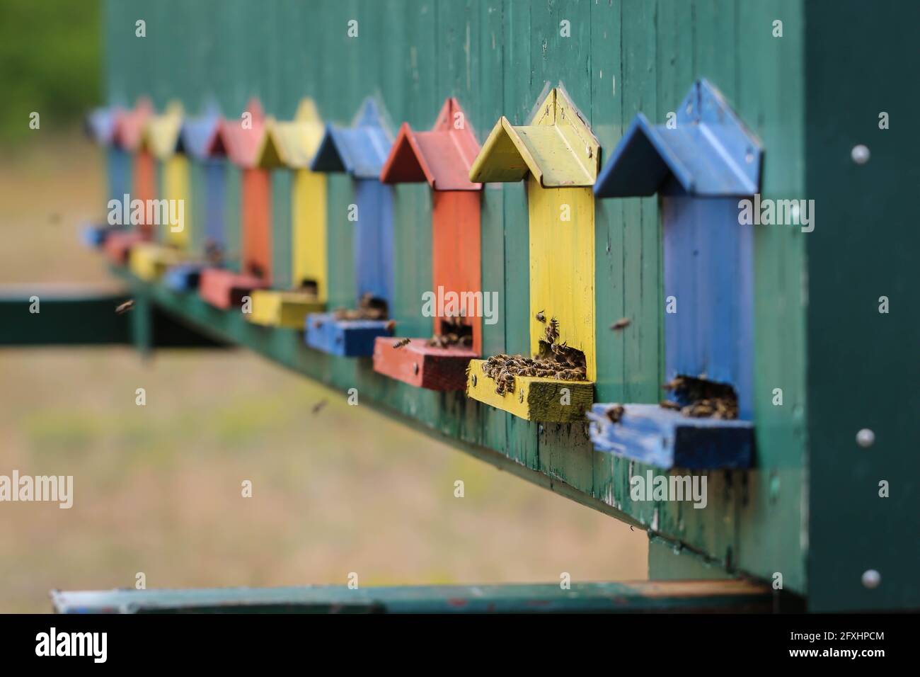 Niedliche bunte Bienenhaus Holzbehälter in der Vojvodina in Serbien Stockfoto