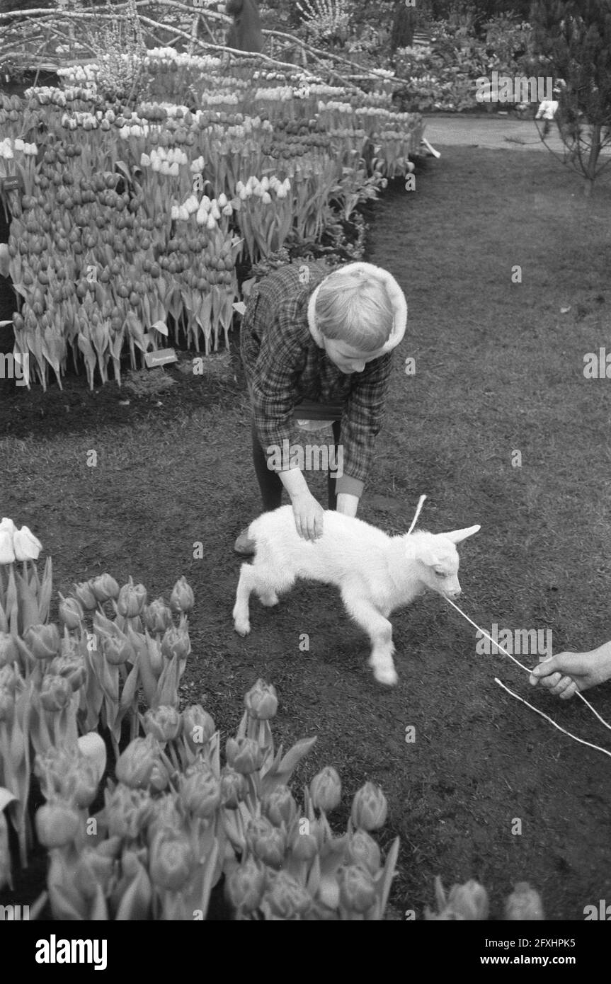 Westfriesische Flora in Bovenkarspel, Frühling auf der Messe, 21. Februar 1961, Frühling, Niederlande, 20. Jahrhundert Presseagentur Foto, Nachrichten zu erinnern, Dokumentarfilm, historische Fotografie 1945-1990, visuelle Geschichten, Menschliche Geschichte des zwanzigsten Jahrhunderts, Momente in der Zeit festzuhalten Stockfoto