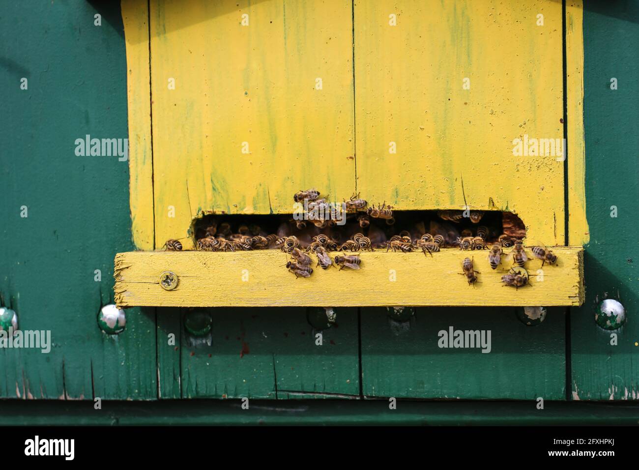Niedliche bunte Bienenhaus Holzbehälter in der Vojvodina in Serbien Stockfoto