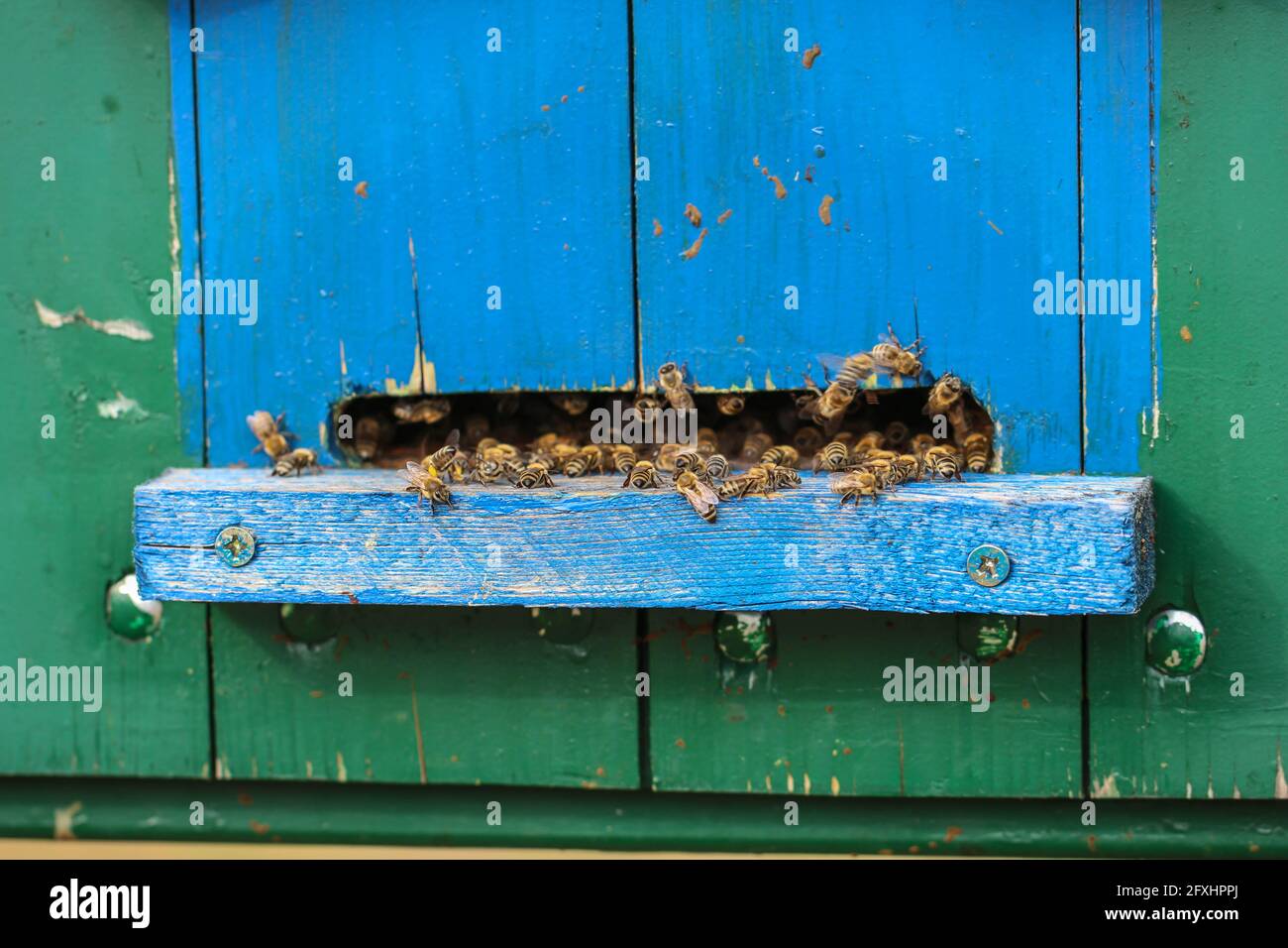 Niedliche bunte Bienenhaus Holzbehälter in der Vojvodina in Serbien Stockfoto