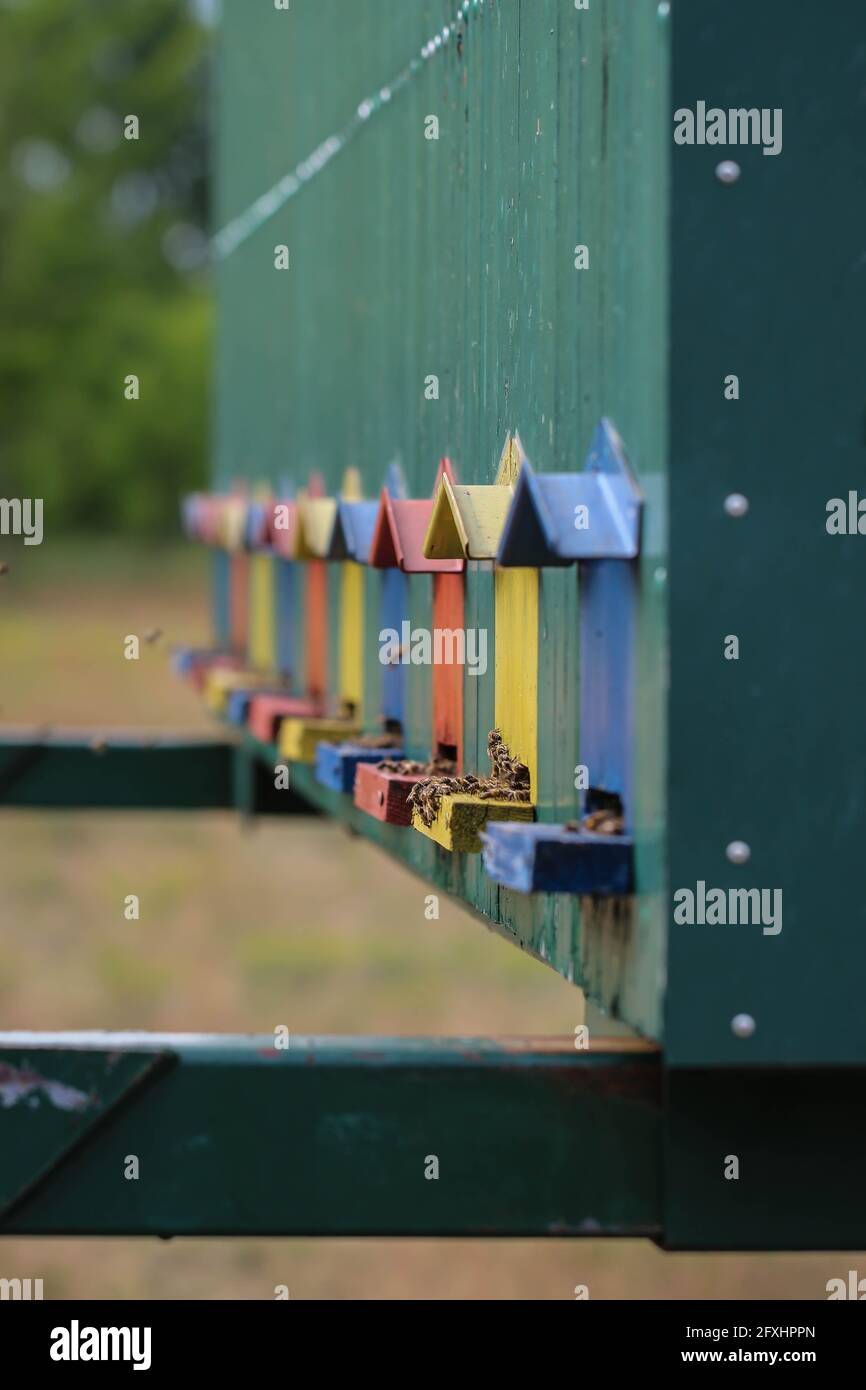 Niedliche bunte Bienenhaus Holzbehälter in der Vojvodina in Serbien Stockfoto