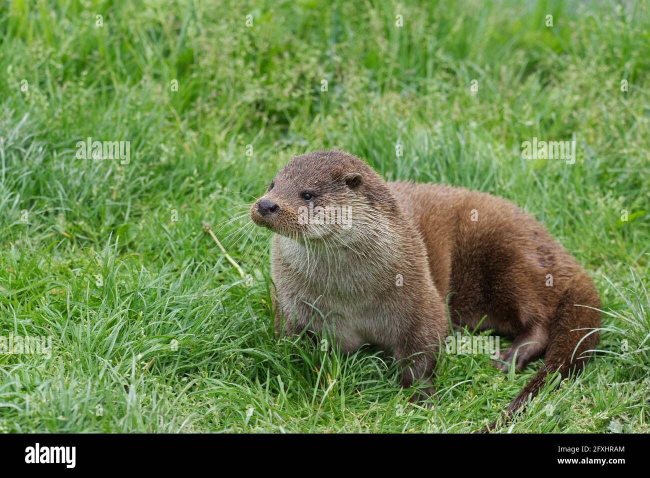 Kleiner Fischotter Fotos Und Bildmaterial In Hoher Aufl sung Alamy kleiner-fischotter-fotos-und-bildmaterial-in-hoher-aufl-sung-alamy