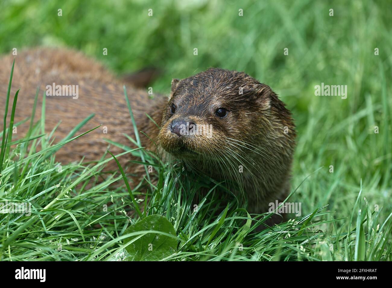 Nahaufnahme des eurasischen Fischotters Stockfoto