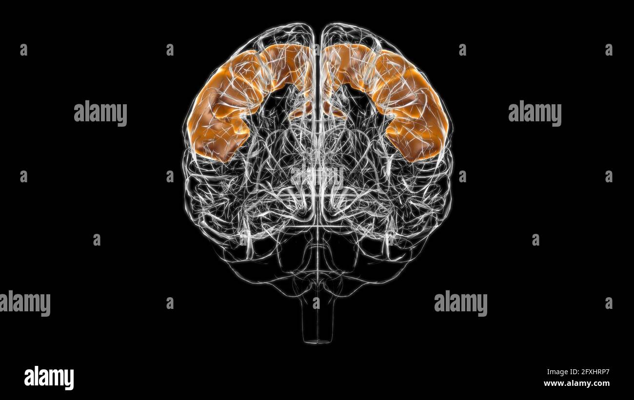 Gehirn-präzentrale Gyrus-Anatomie für medizinisches Konzept 3D-Illustration Stockfoto