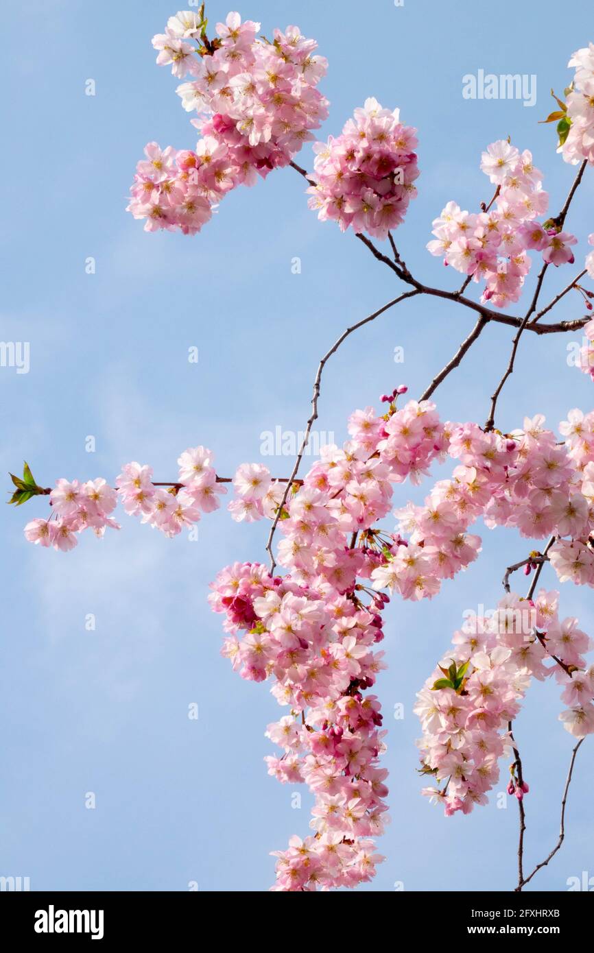 Japanischer Kirschbaum blüht rosa Blüten auf weinenden Ästen entgegen Blauer Himmel Stockfoto