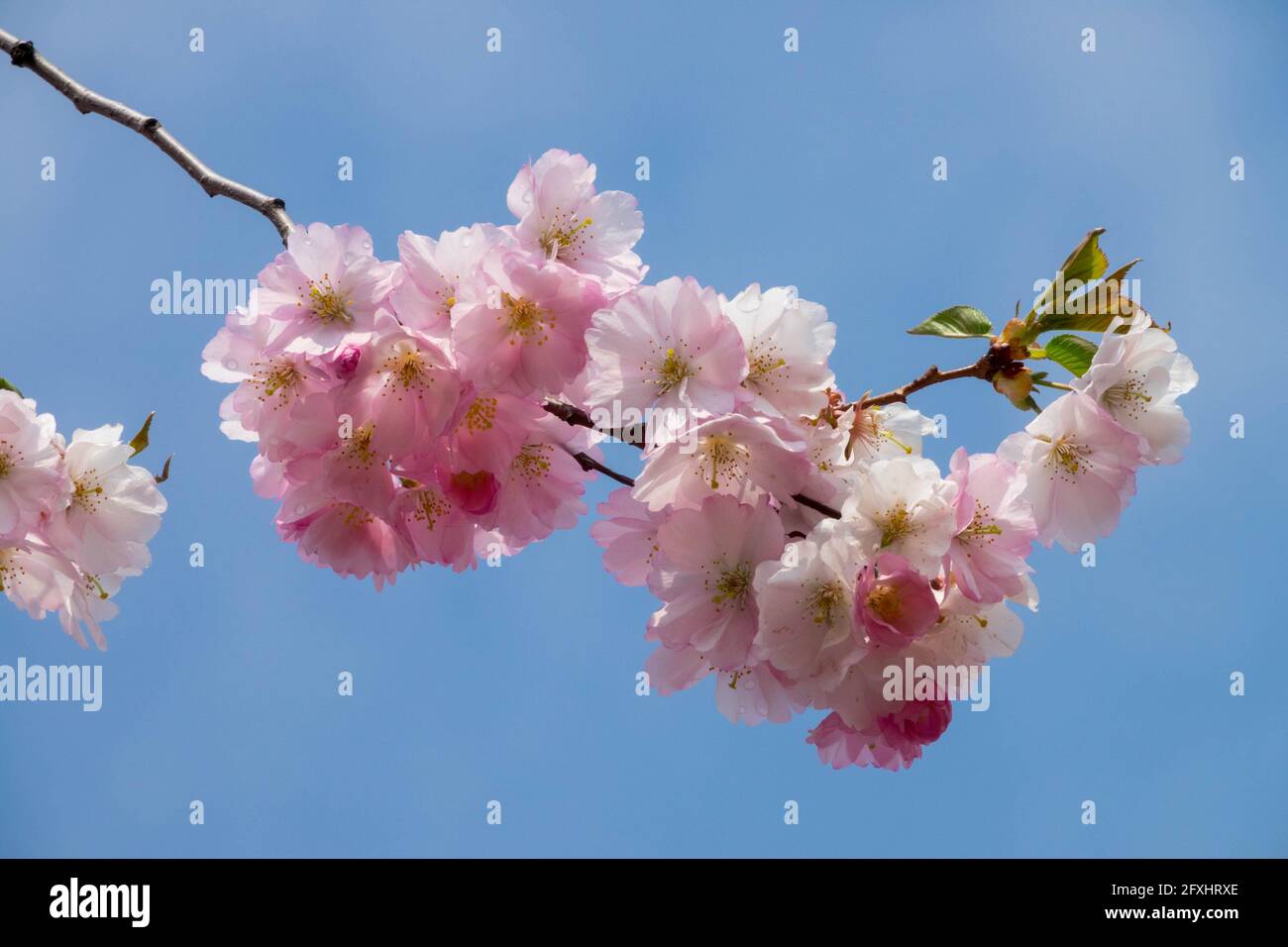 Rosafarbene Kirschblüte verzweigt sich einfach gegen den blauen Himmel Stockfoto